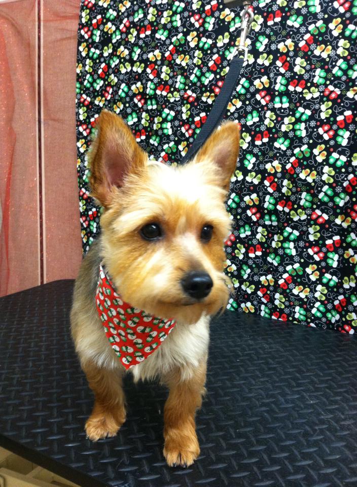 unique pet boutique photo