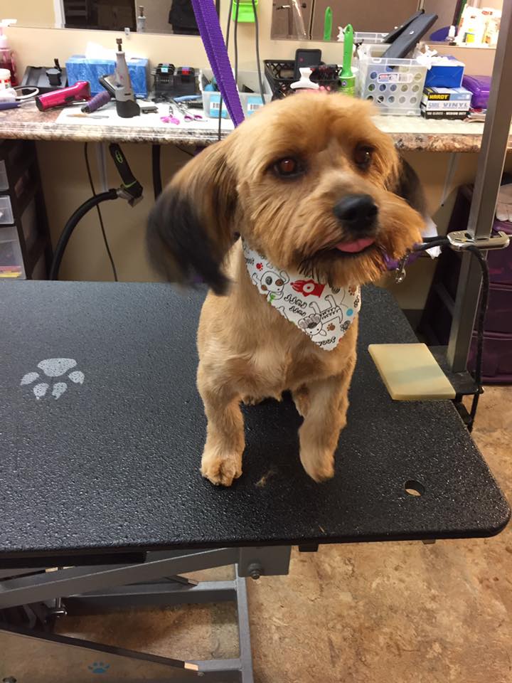 unique pet boutique photo