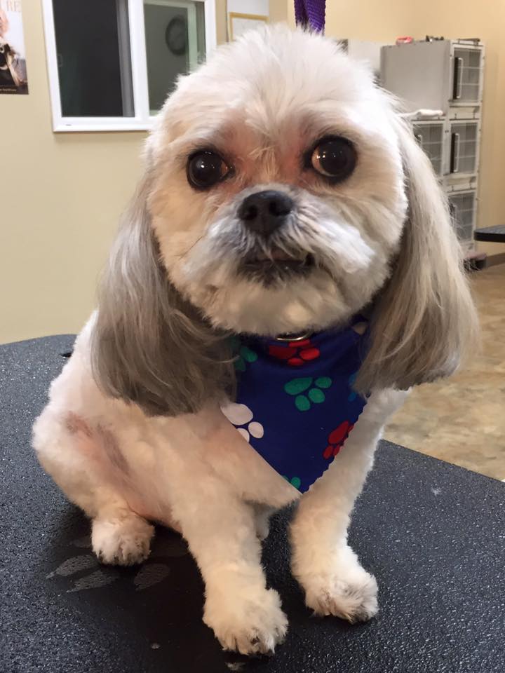 unique pet boutique photo