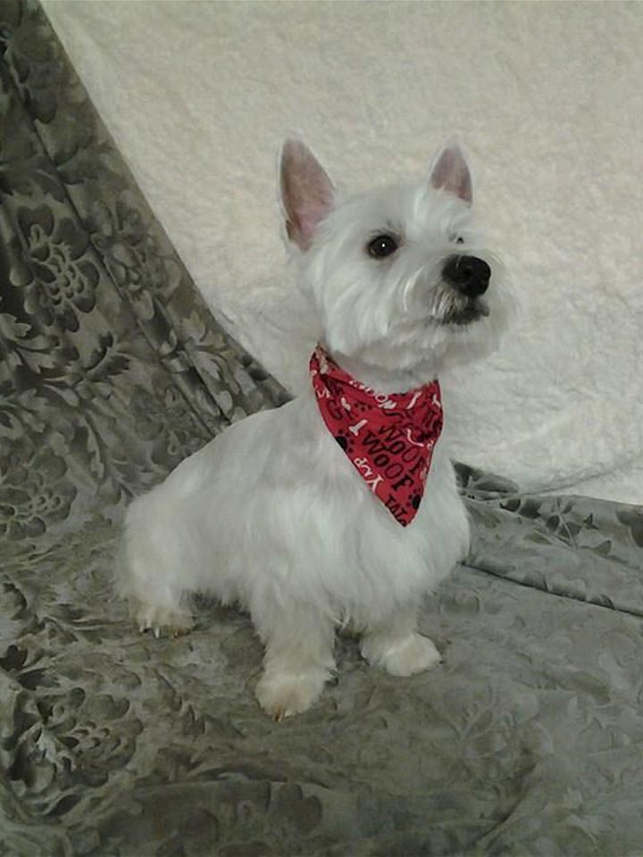 unique pet boutique photo