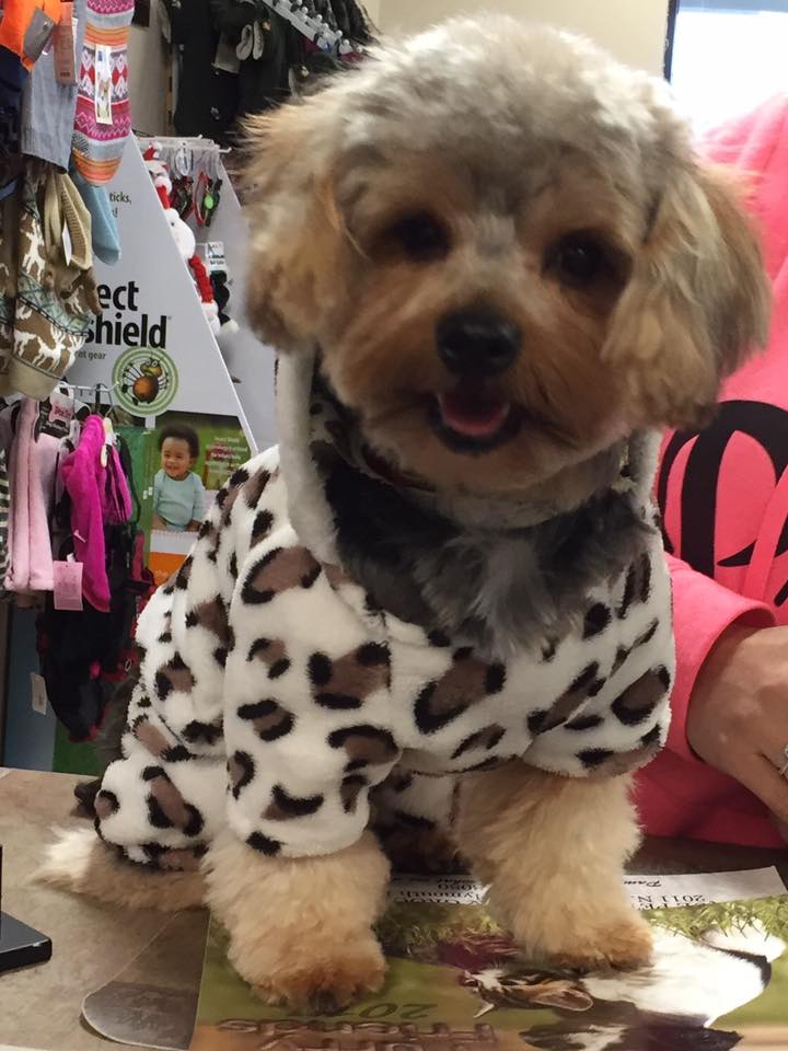 unique pet boutique photo