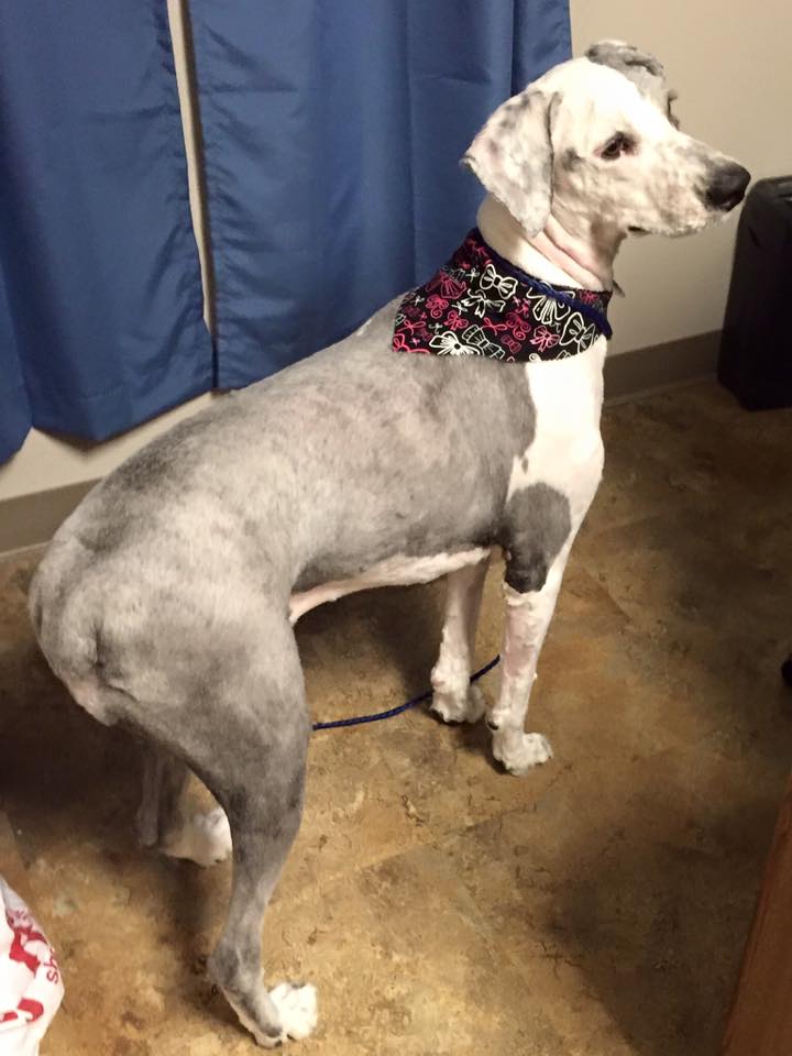 unique pet boutique photo